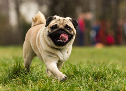 Übergewichtige / Untergewichtige Hunde - 4 Wochen Betreuung