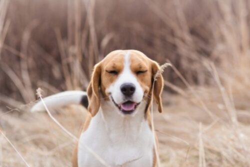 Kranke Hunde - 4 Monate Betreuung