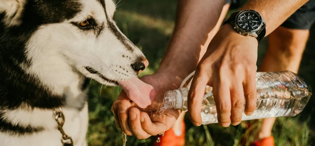 leichte Mahlzeiten für deinen Hund