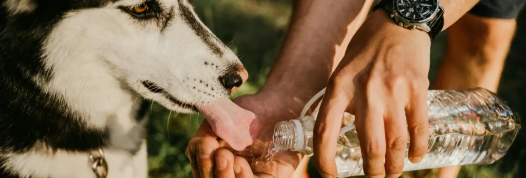 leichte Mahlzeiten für deinen Hund