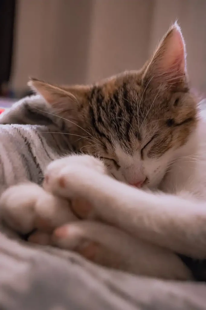 Katze entspannt an Silvester mit beruhigender Katzenminze