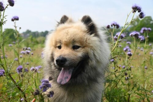 Erwachsener Hund Kochbarf-Fütterung