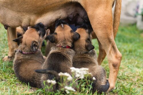 Trächtige und Laktierende Hunde