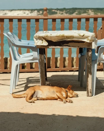 hund schläft