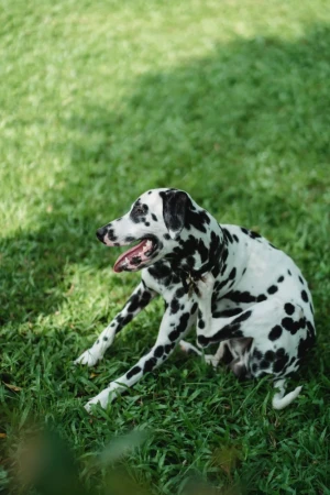 Futtermittelallergie beim Hund