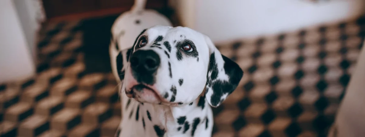Futtermittelallergie beim Hund