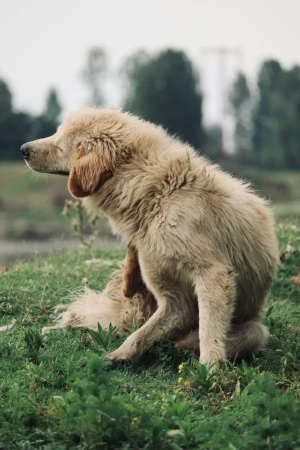 Hund kratzt sich