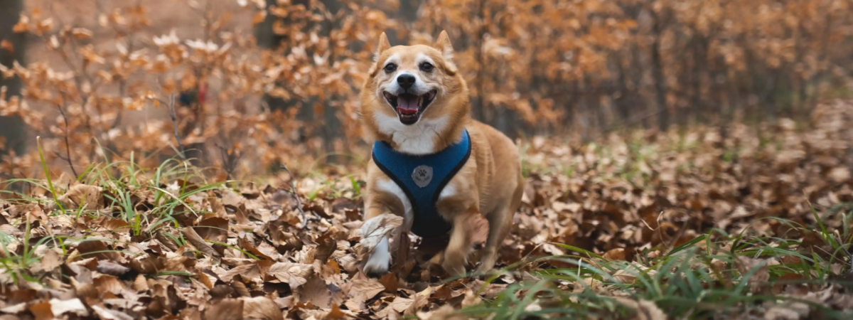 Immunsystem beim Hund stärken