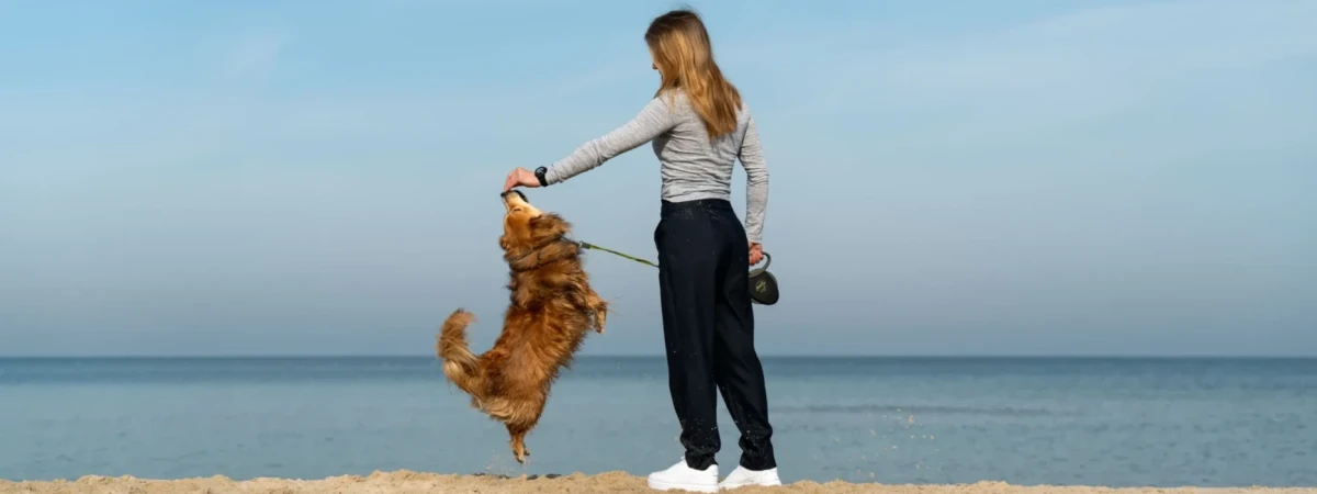 Hund im Sommer beschäftigen