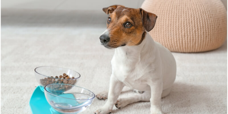 hund verweigert futter