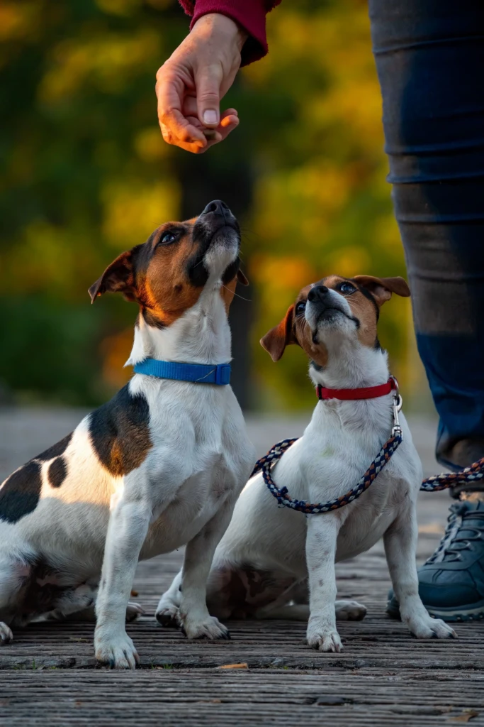 hunde snacks