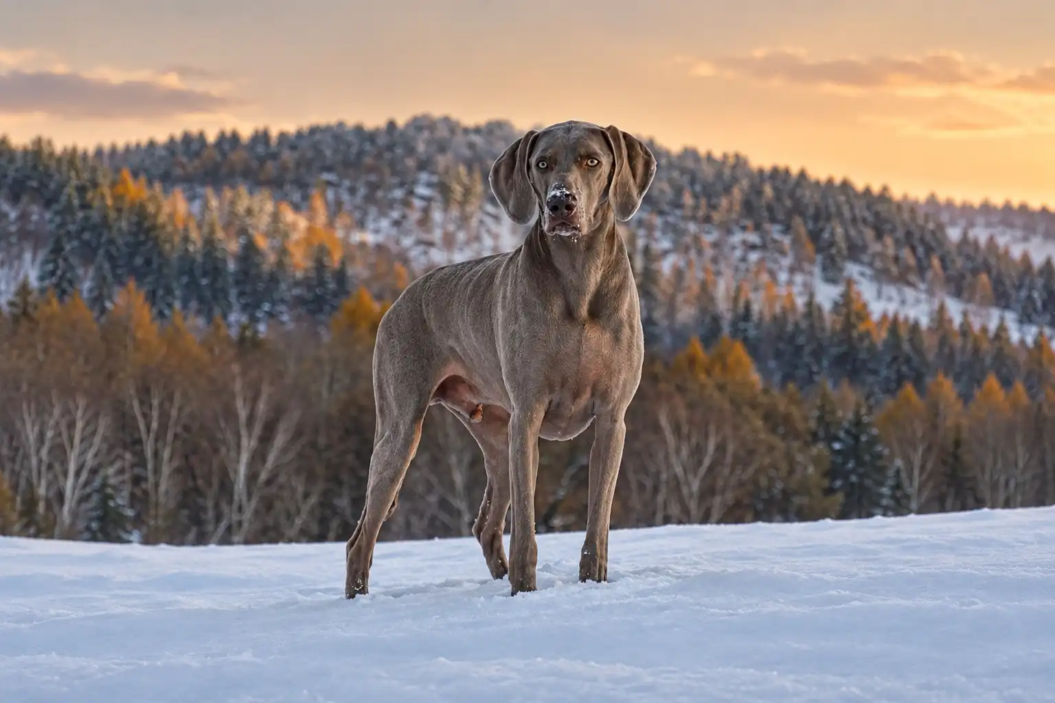 Hundeberatung