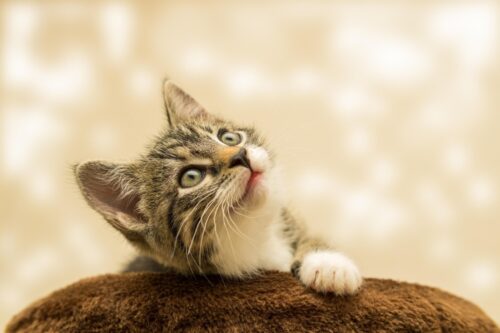 Junger Hund (Welpen/ Kitten) - 9 Monate bis 14 Lebensmonate