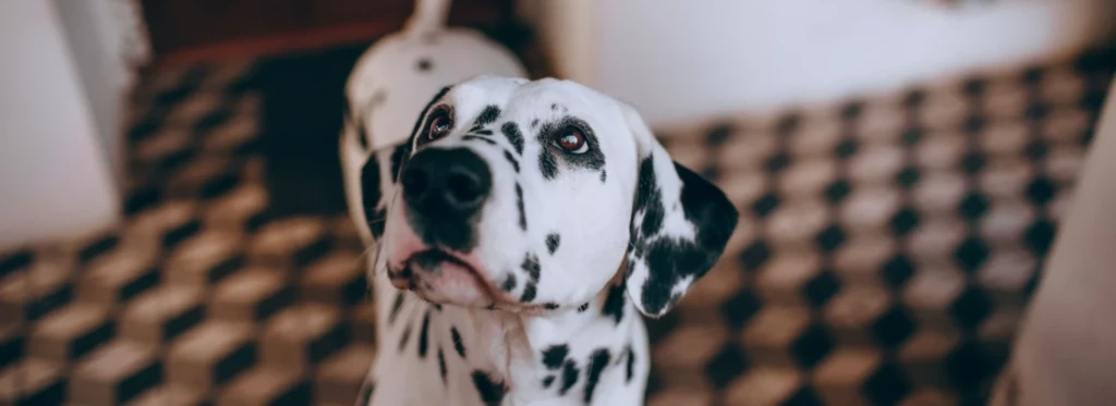 Futtermittelallergie beim Hund