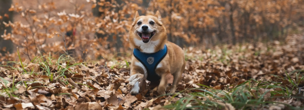 Immunsystem beim Hund stärken