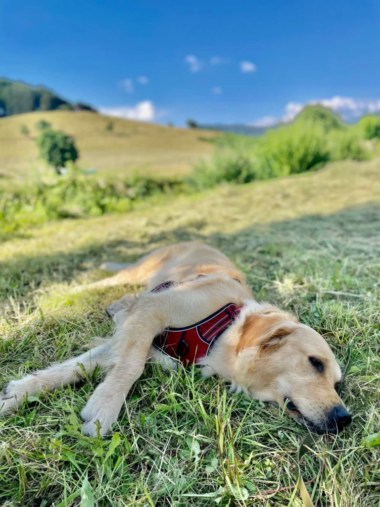 Hund entspannt