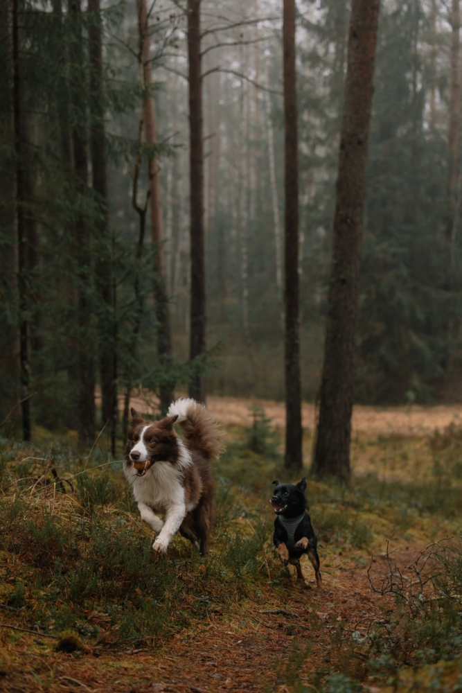 Hund Bewegung im Herbst