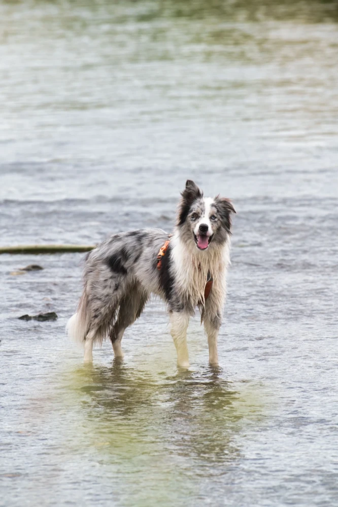 Hund im Sommer beschäftigen