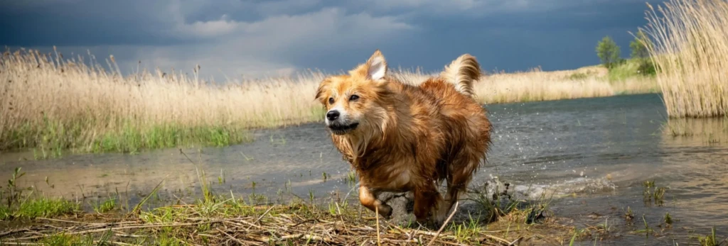 Übergewicht beim Hund