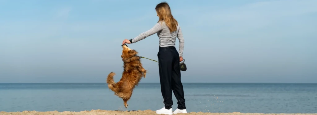 Hund im Sommer beschäftigen
