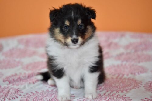 Junger Hund (Welpen/ Kitten) bis Ende 8. Lebensmonat