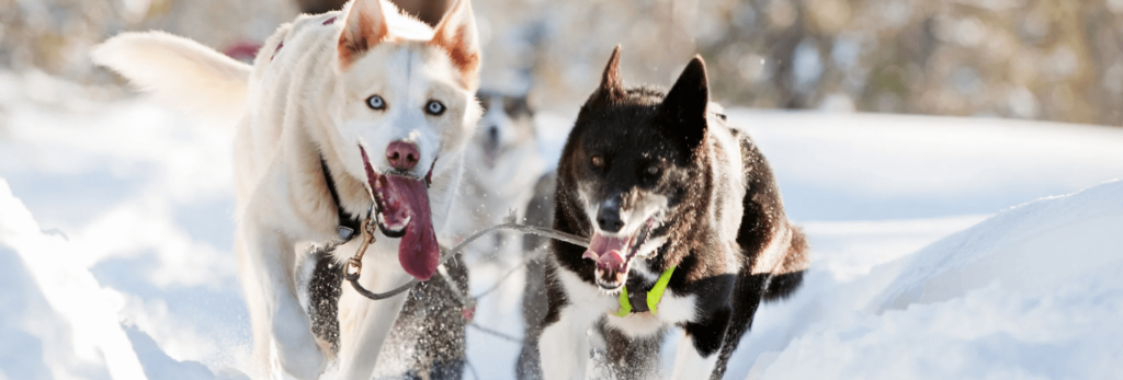 Zwei Hunde ziehen im Schnee einen Schlitten